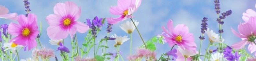 Shop Banner