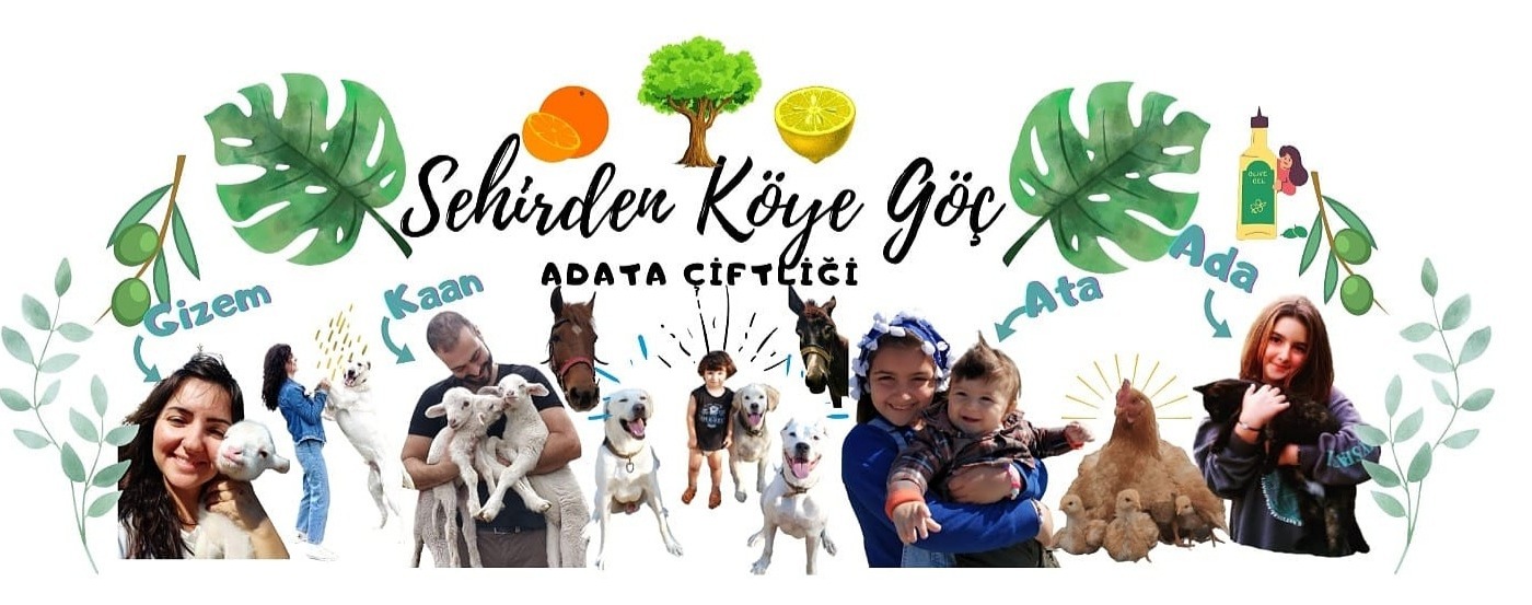 Shop Banner