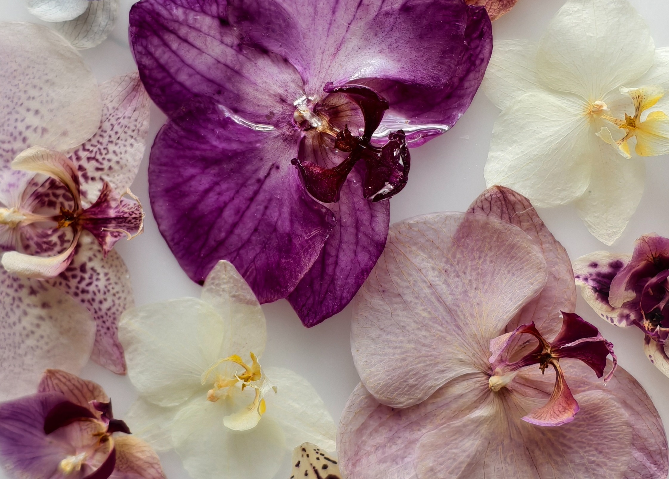 Shop Banner