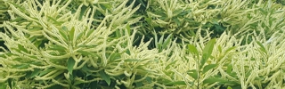 Shop Banner
