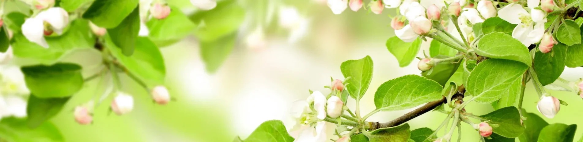 Shop Banner