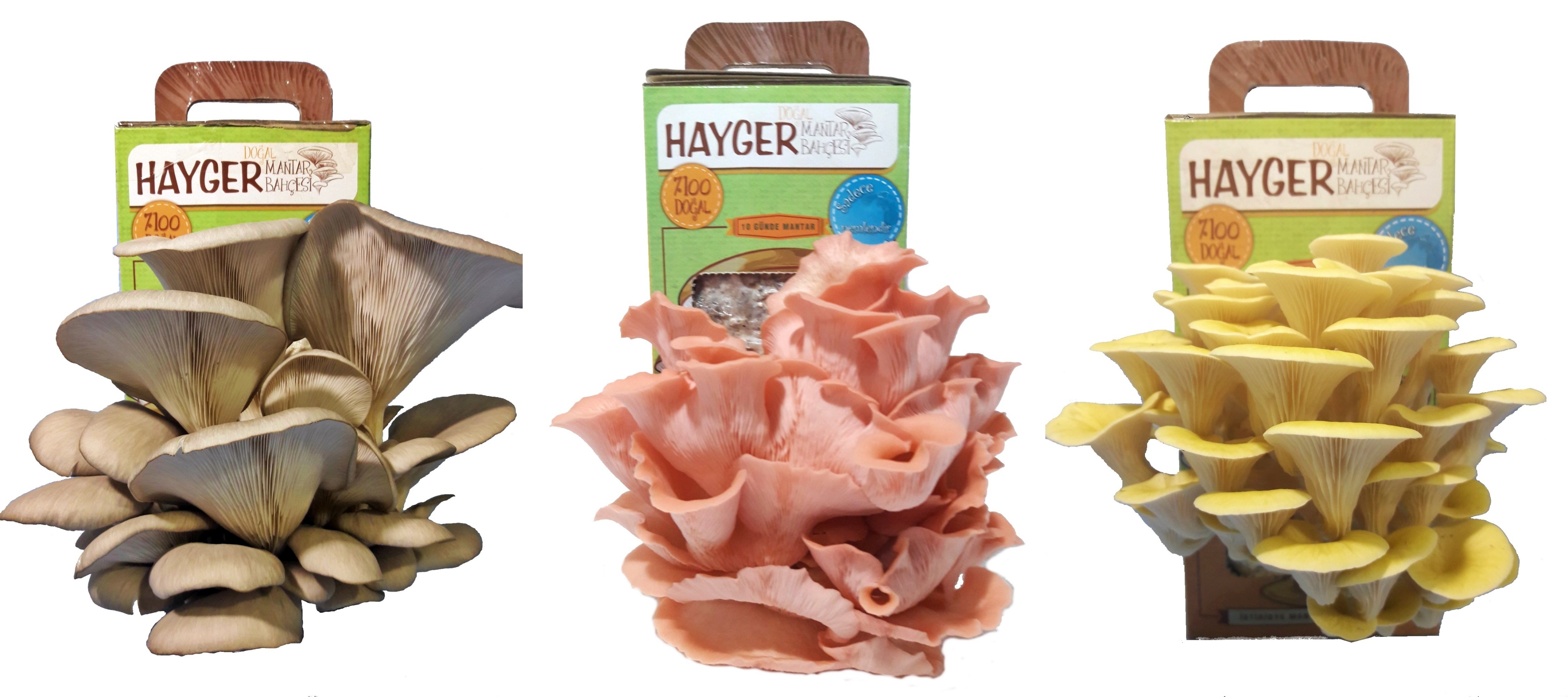 Shop Banner