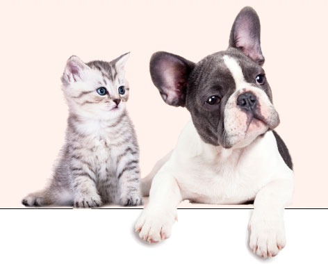 Shop Banner