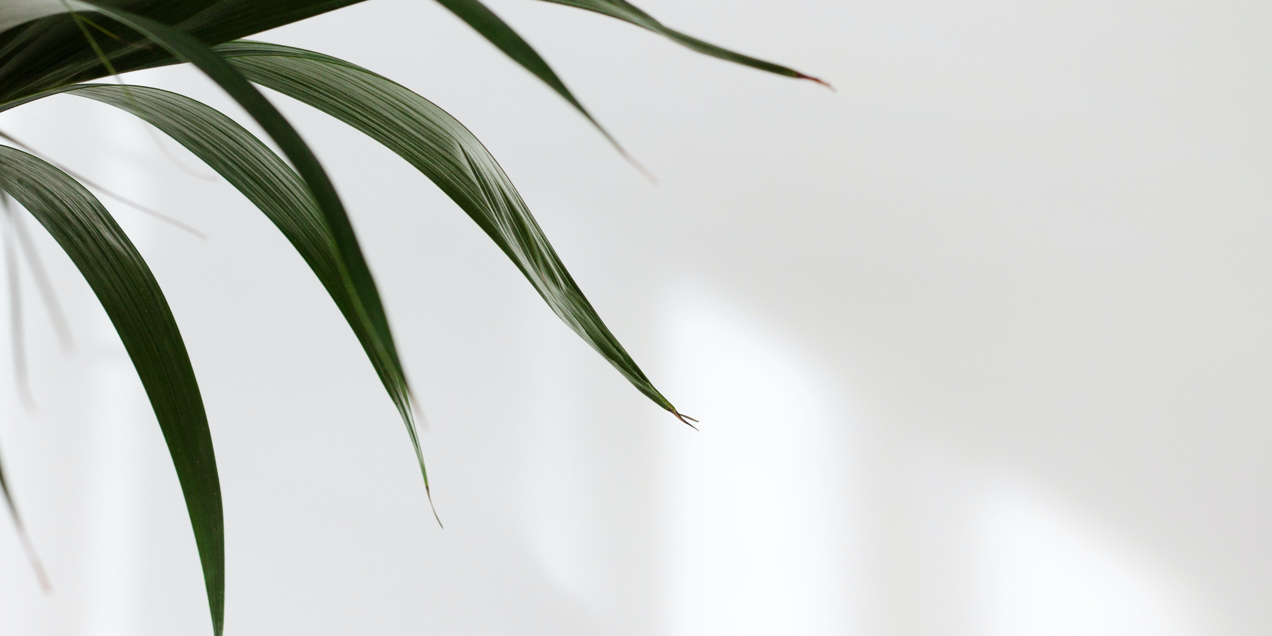 Shop Banner