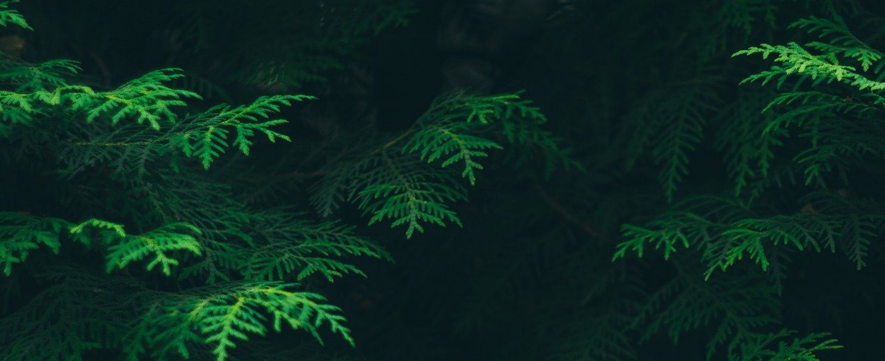 Shop Banner