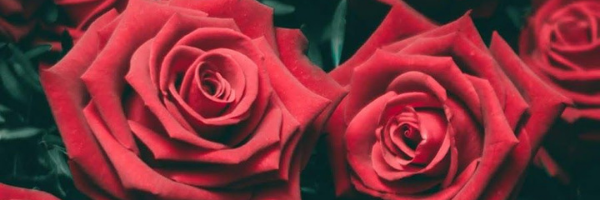 Shop Banner