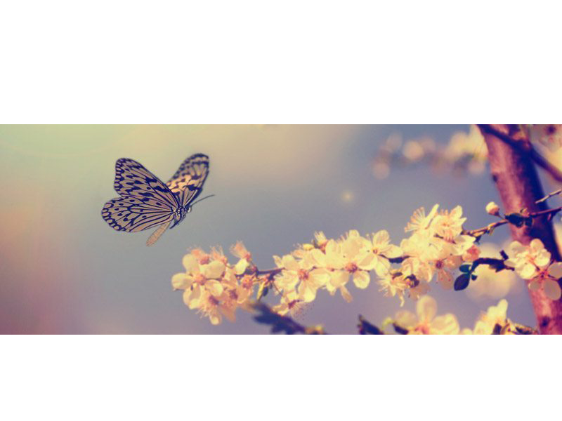 Shop Banner