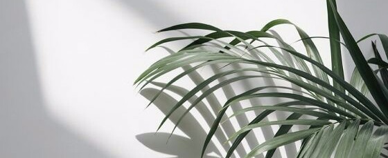 Shop Banner