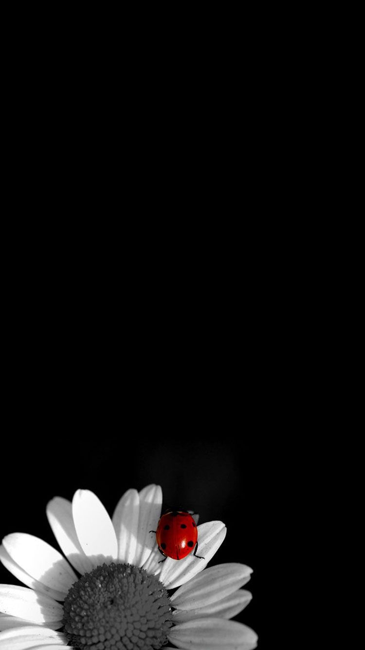 Shop Banner
