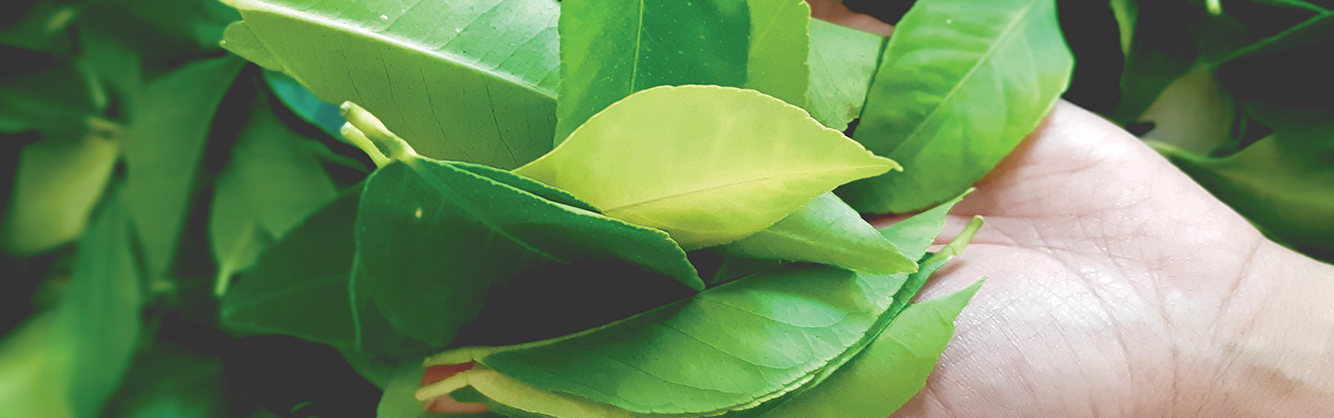 Shop Banner