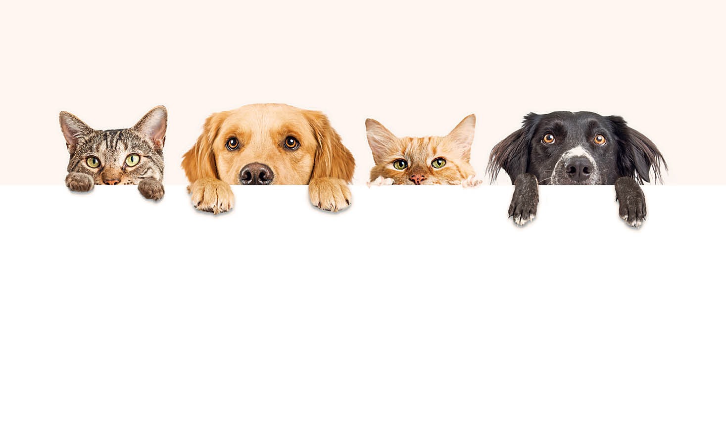 Shop Banner