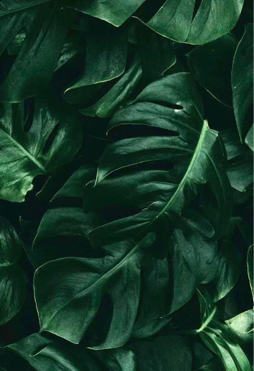 Shop Banner