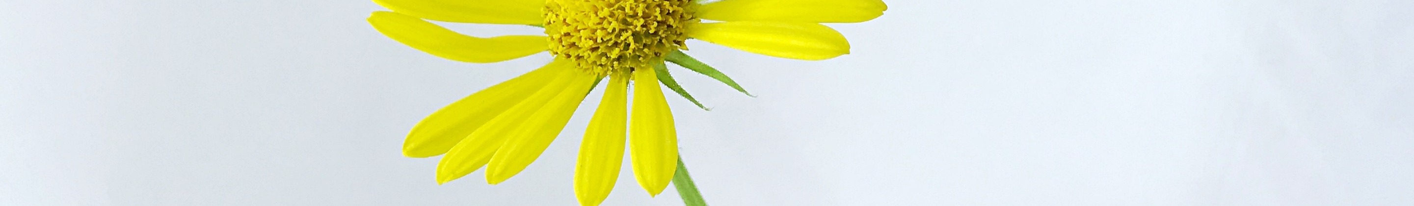 Shop Banner