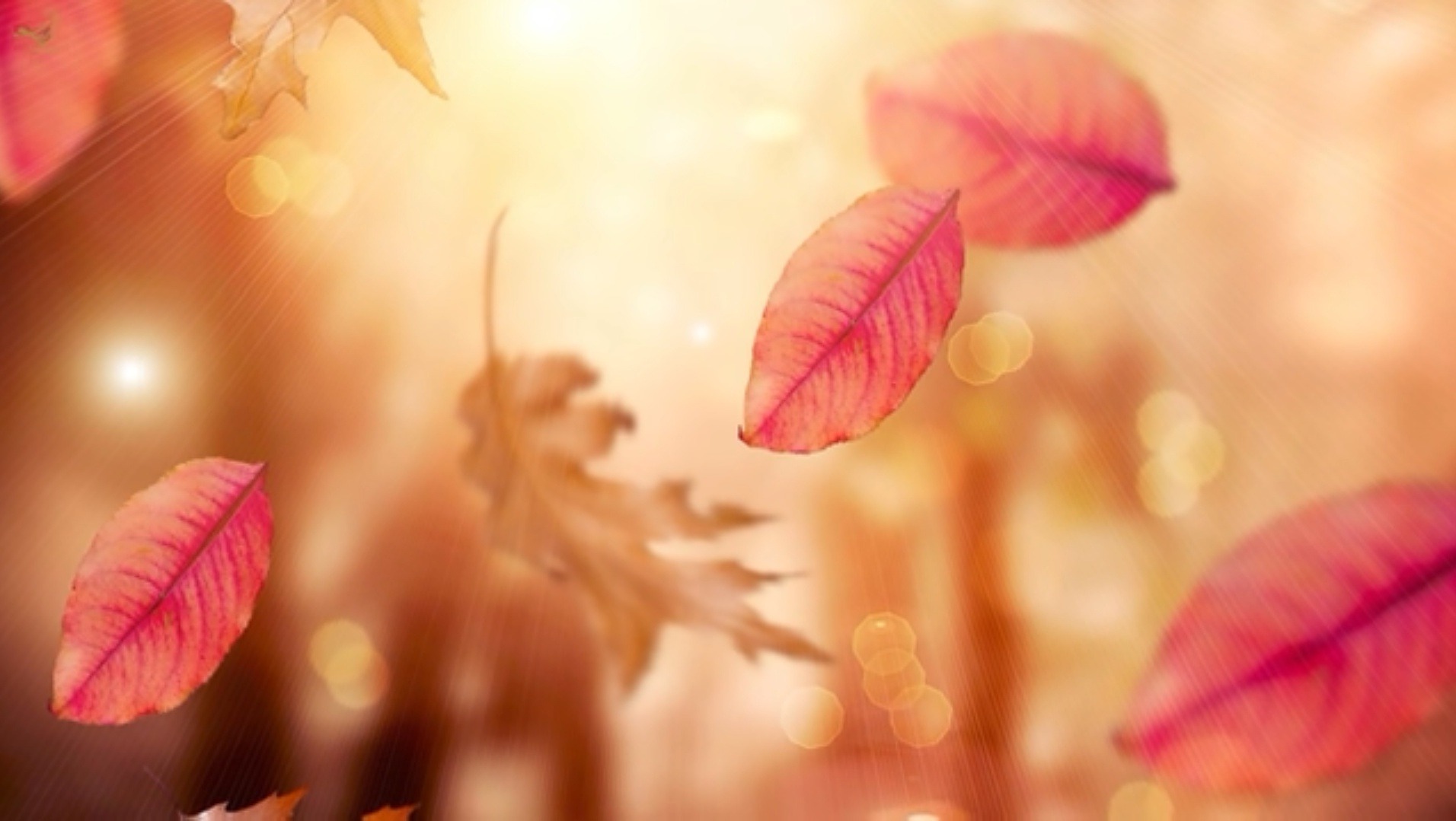 Shop Banner