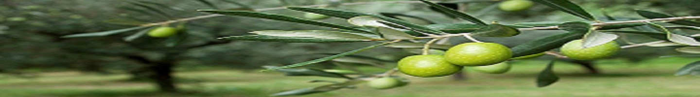 Shop Banner
