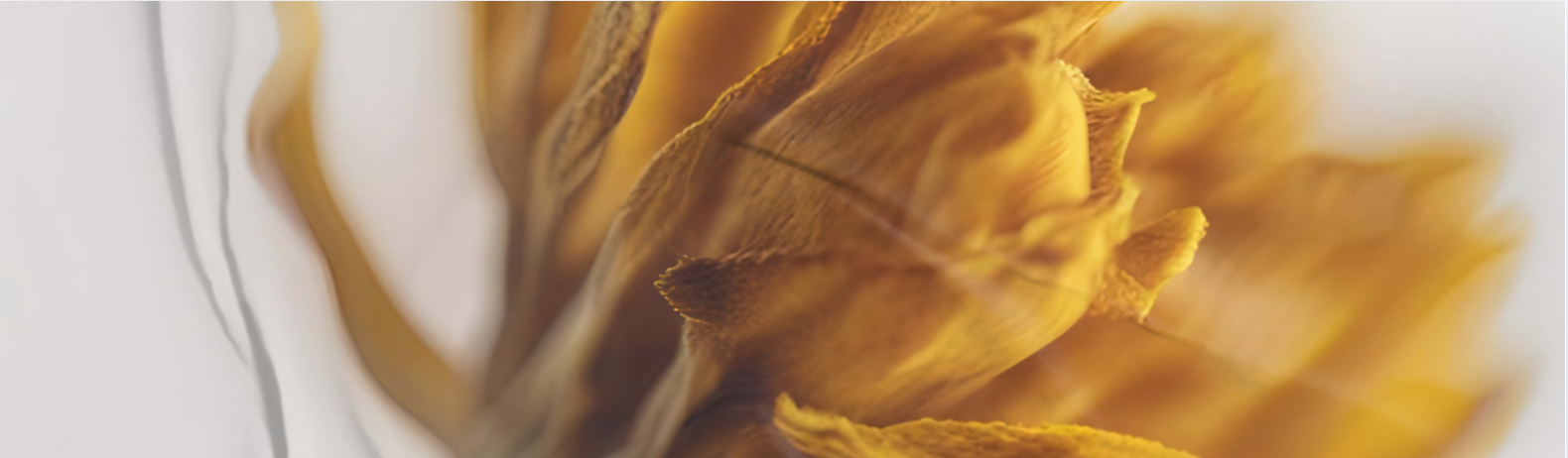 Shop Banner