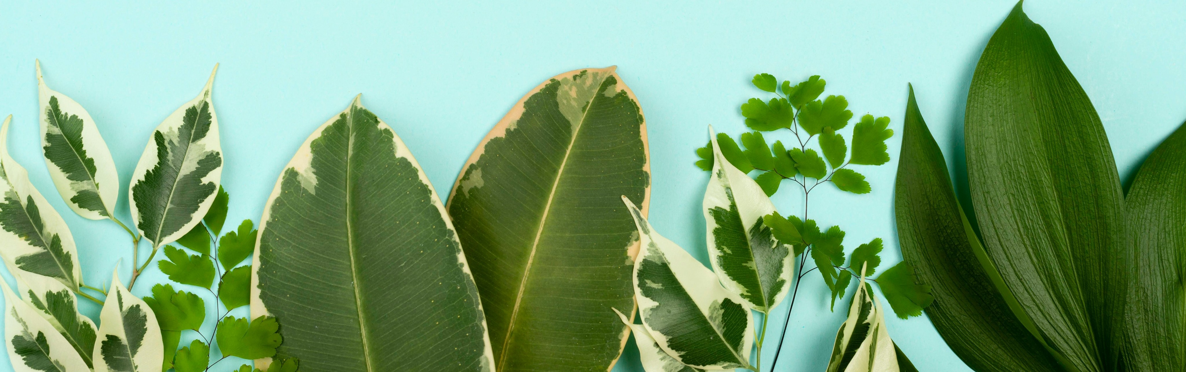 Shop Banner