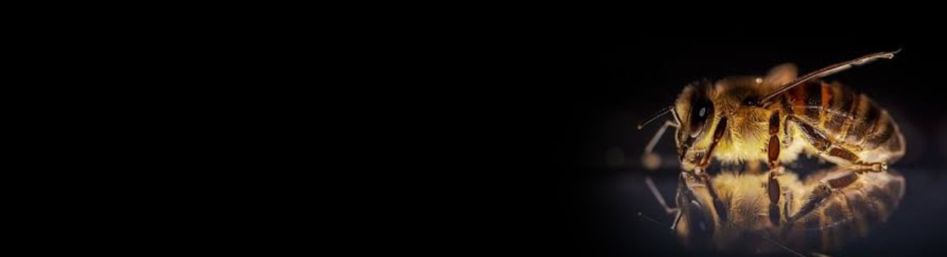 Shop Banner