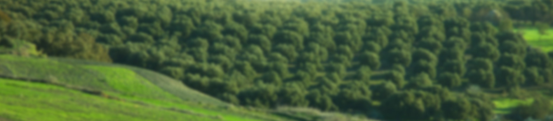 Shop Banner