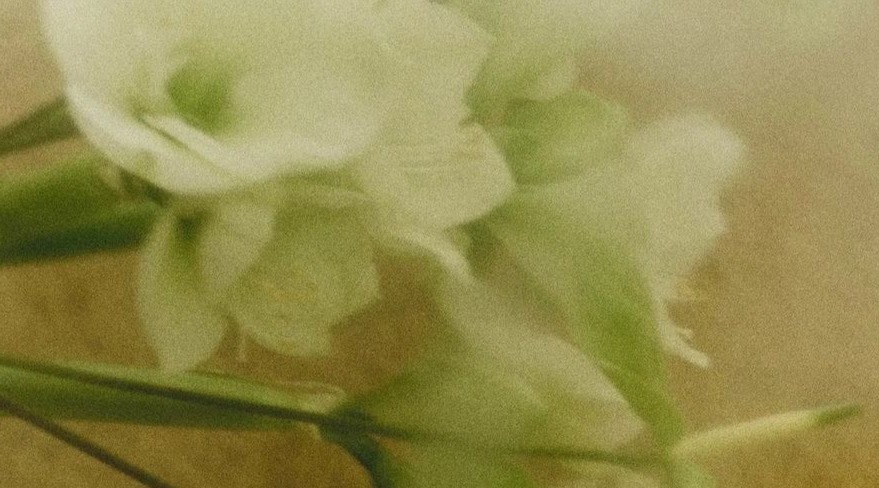 Shop Banner