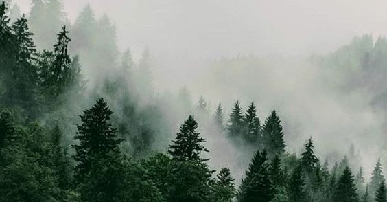 Shop Banner