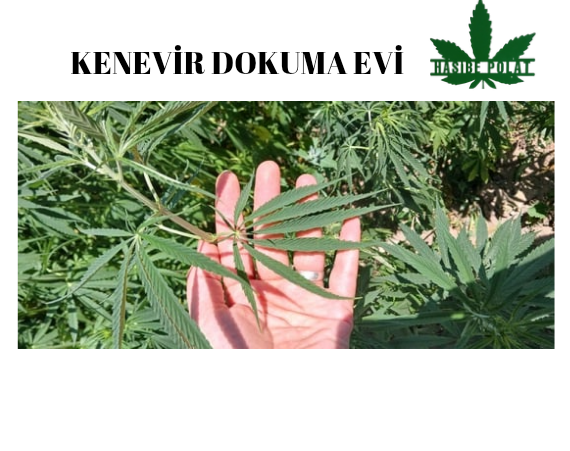 Shop Banner