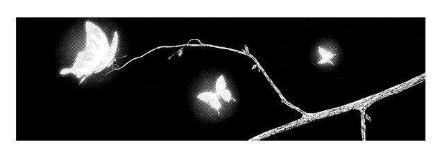 Shop Banner
