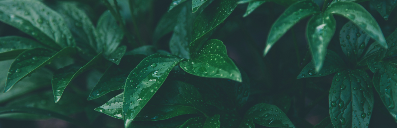Shop Banner