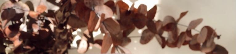 Shop Banner