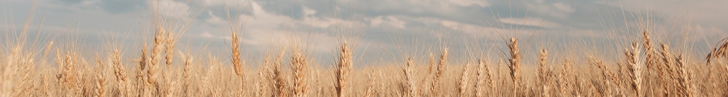 Shop Banner