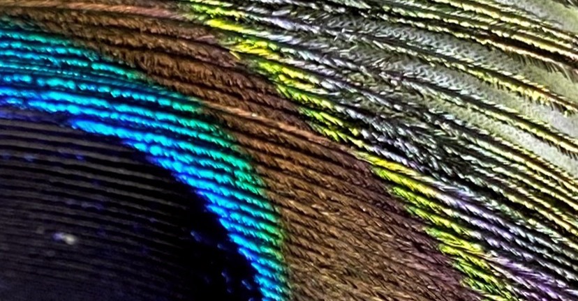 Shop Banner