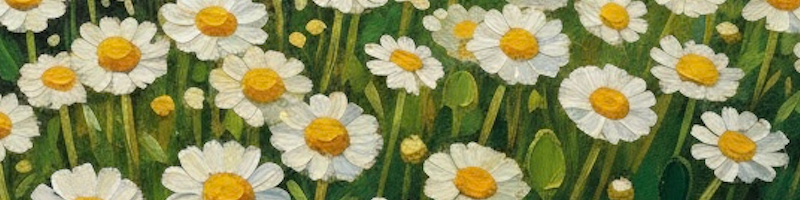 Shop Banner