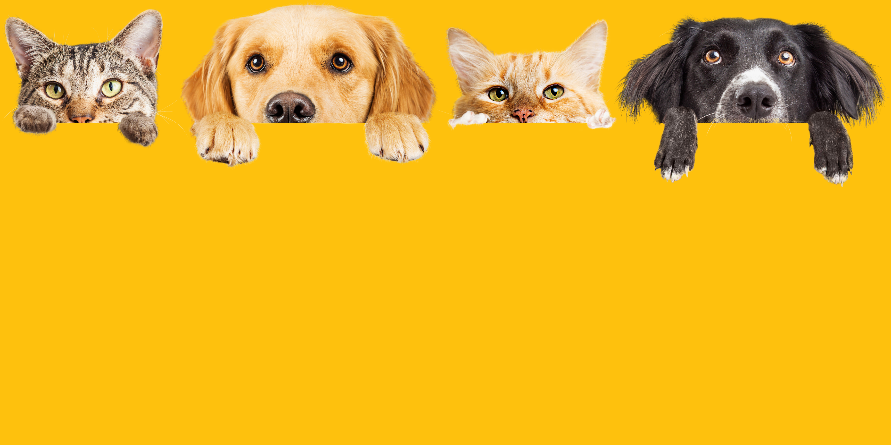 Shop Banner