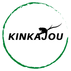 kinkajou