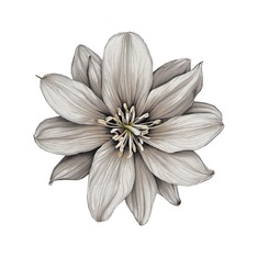 liliumarts
