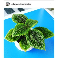 ZeynepBOTANIK