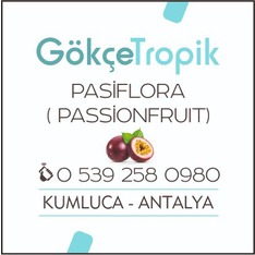gokcetropik