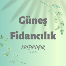 gunesfidancilik