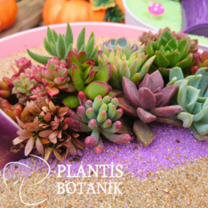 plantisbotanik