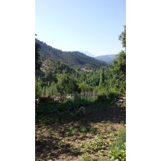 kervanpekmezrecel