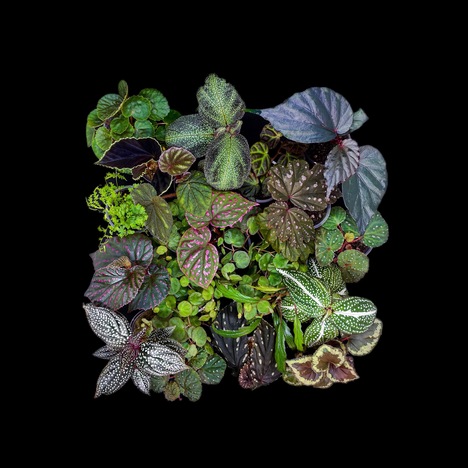 Begonarium | Shopier