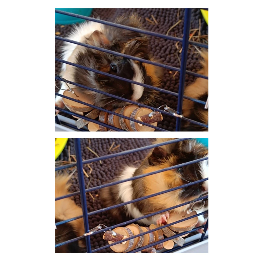 Hamster ve Tavşan Çiğneme Oyuncağı - Doğal Ahşap Sopa