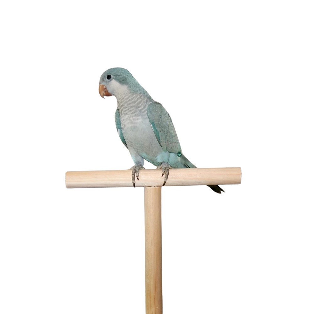 19.99cm T-Şekilli Ahşap Kuş Platformu - Küçük ve Orta Boy Papağanlar İçin