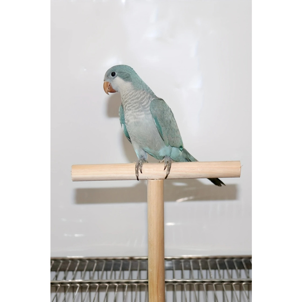 19.99cm T-Şekilli Ahşap Kuş Platformu - Küçük ve Orta Boy Papağanlar İçin