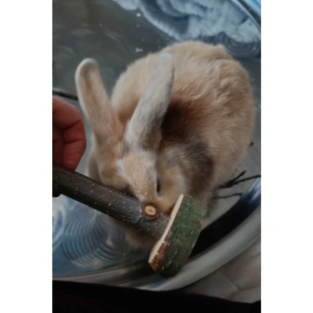 Doğal Kemirme Oyuncağı – Hamster, Tavşan ve Ginepig için Dayanıklı Yuvarlama Tasarım