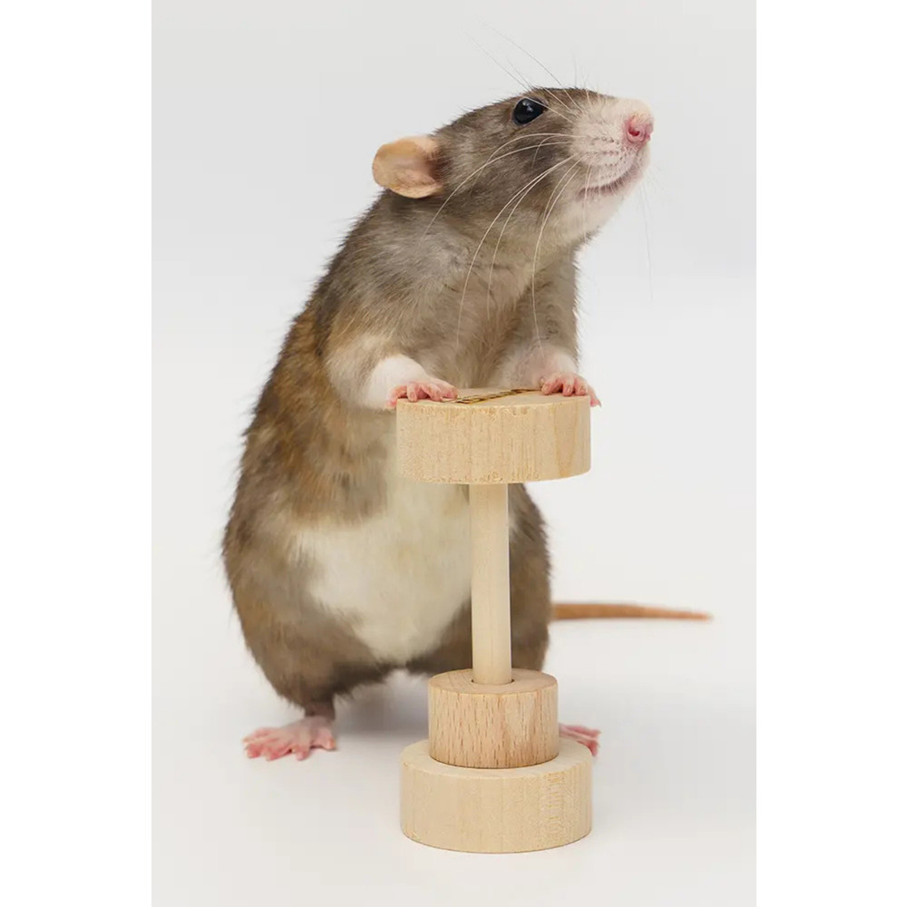 Hamster Dambıl Oyuncağı – 4×9 cm Doğal Ahşap, Kemirme ve Oyun İçin Dayanıklı