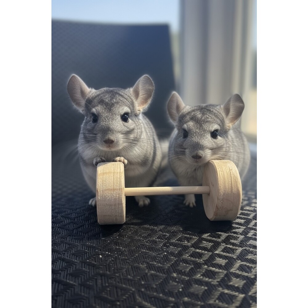 Kiln Kurutulmuş Çam “Dumbbell” Çiğneme Oyuncağı – Küçük Evcil Hayvanlar İçin 2’li Set