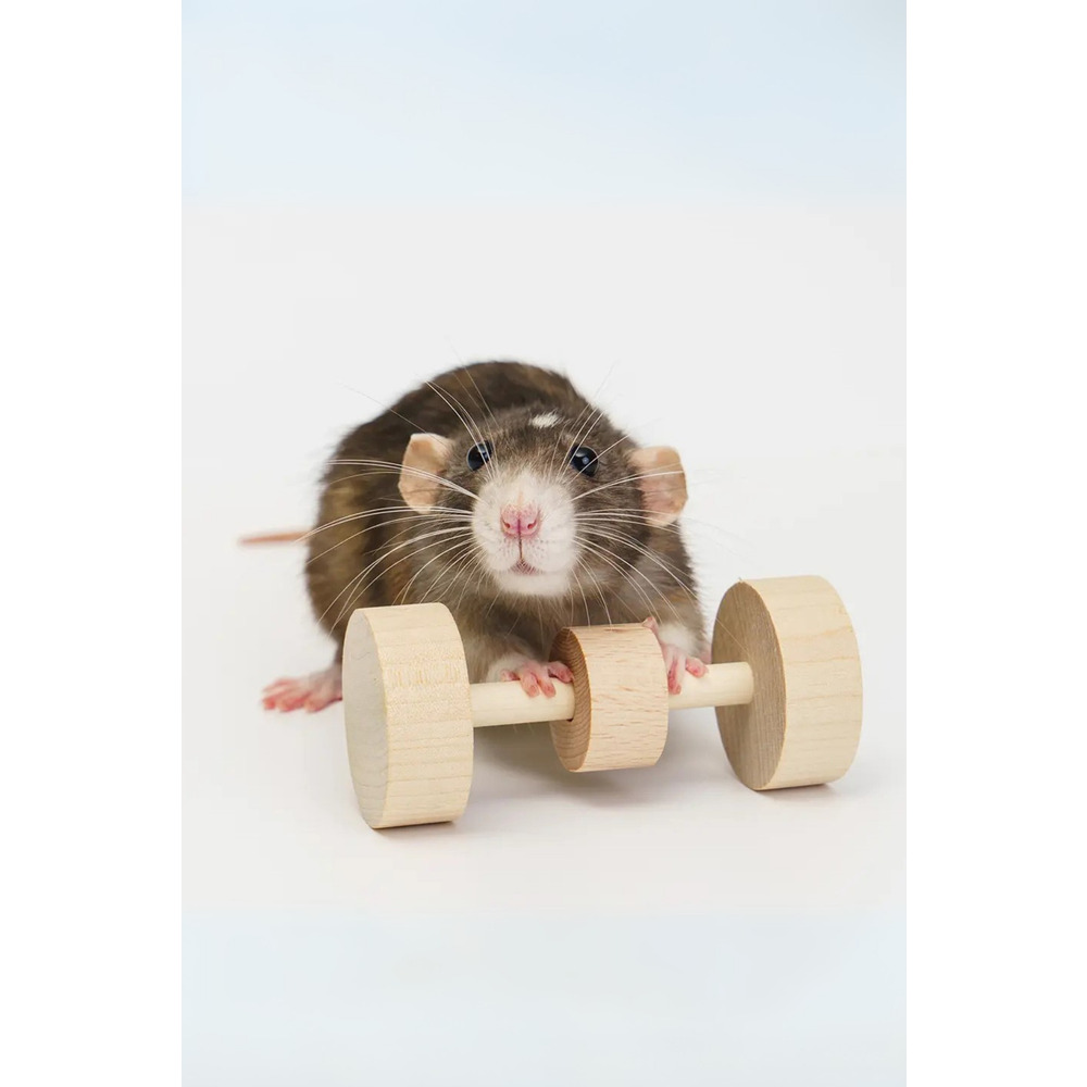 Hamster Dambıl Oyuncağı – 4×9 cm Doğal Ahşap, Kemirme ve Oyun İçin Dayanıklı