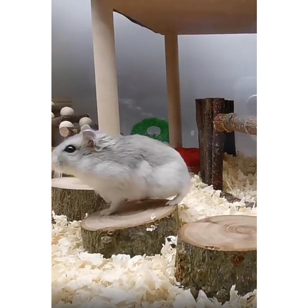 Doğal Ahşap Hamster Platformu – 3 Adet, 3 cm Yükseklik, 5 cm Çap, Dayanıklı ve Güvenli