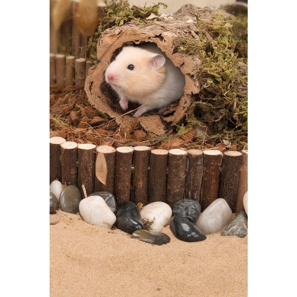 Hamsterler Için Asma Köprü, Küçük Evcil Hayvan Merdiveni, Eğlence Yolu